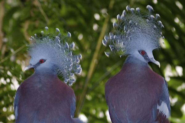 Венценосный голубь - непревзойденный красавец - фото