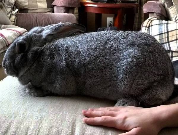 Роды у кроликов: сколько крольчиха вынашивает крольчат и признаки беременно ... - фото