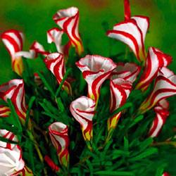 Посадка и уход за карамельными цветами оксалис версиколор - фото