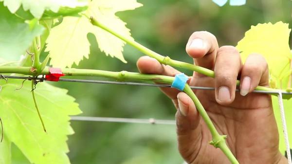 Лучшая технология прививания винограда - окулировка с фото