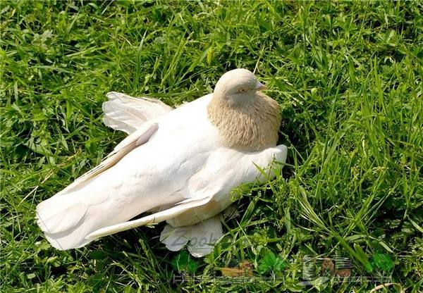 Агараны туркменские - голуби, великолепные в полете - фото