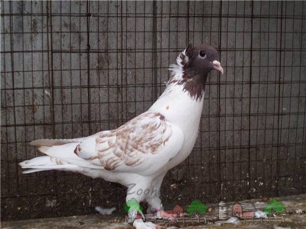 Кавминводские головатые щекатые  красивые и дикие иранские голуби с фото