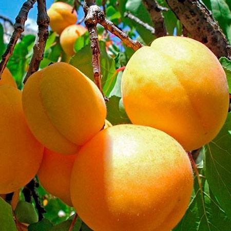 Основные характеристики абрикосов сорта Персиковый - фото