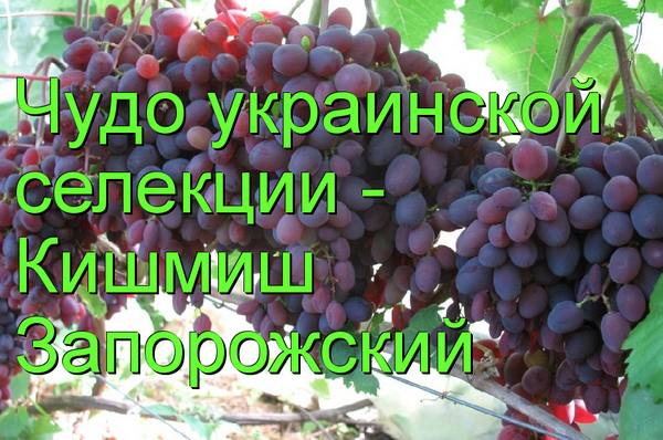 Чудо украинской селекции - виноград Кишмиш Запорожский - фото