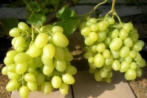 Высокоурожайный виноград «Восторг»: подробное описание сорта с фото, нюансы ... - фото