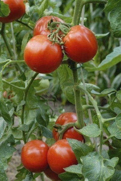 Опыление томатов и огурцов - значение опыления цветковых растений - фото
