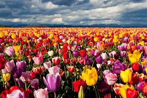 Какого цвета бывают тюльпаны: названия и фото сортов от привычного красного ... - фото