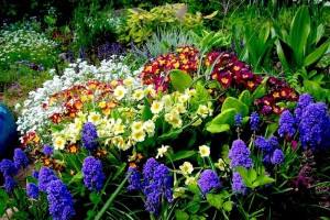 Какие многолетние цветы можно посадить осенью в саду: виды культур, советы по посадке, правила ухода и фото с фото