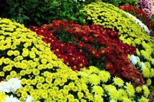 Самые красивые осенние цветы в вашем саду: названия, фото и особенности ухо ... - фото