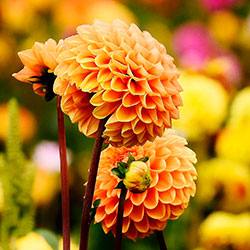 Популярные осенние или поздно расцветающие разновидности цветов: названия с фото