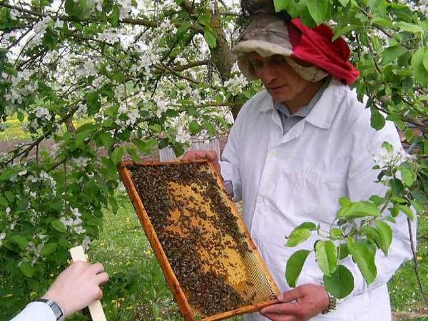 Ротационная система пчеловодства - фото