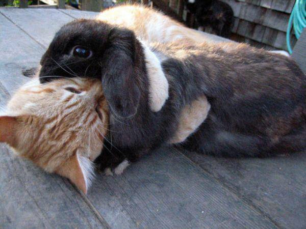 Кот и кролик в одном доме: как подружить питомцев? - фото