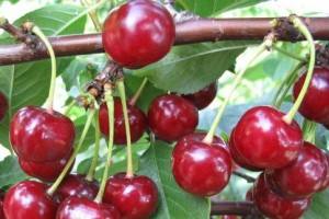 Чудо вишня: описание сорта, плоды и опыление - фото