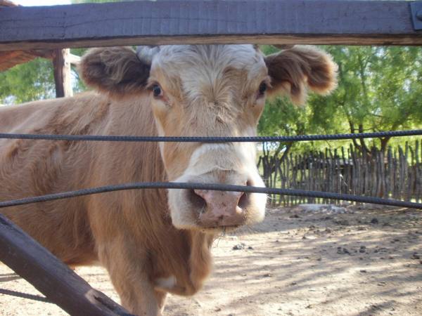Оспа у коровы и ее признаки - фото