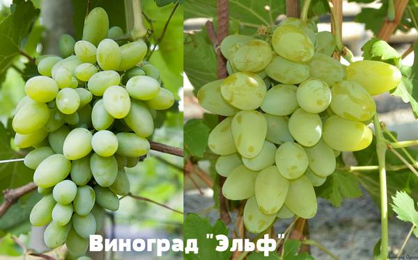 Отличительные характеристики винограда сорта Эльф с фото