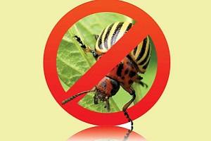 Отрава от колорадского жука - самые эффективные препараты с фото