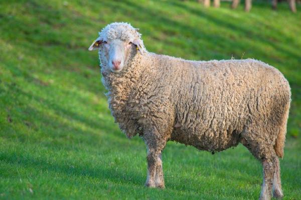 Особенности содержания и ухода за породой овец прекос с фото