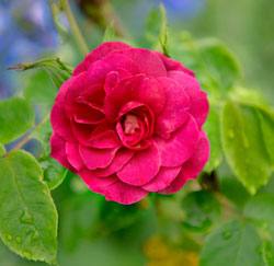 Красавица роза парковая: посадка и уход - фото