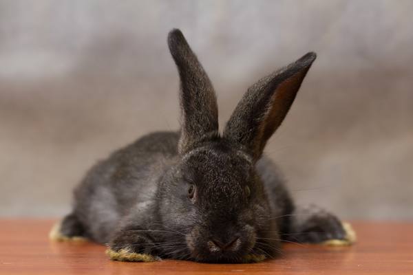 Пастереллез кроликов с фото