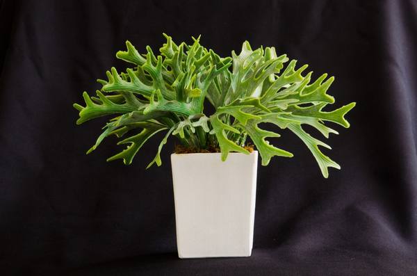 Платицериум - цветок с оленьими рогами - фото