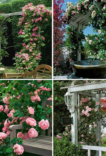 Романтический сад: плетистые розы в ландшафтном дизайне - фото