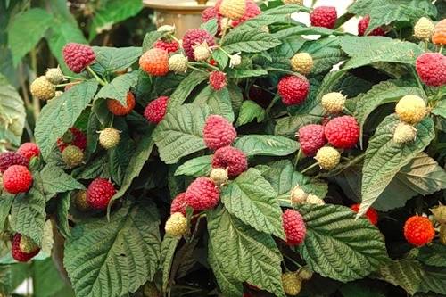Плодово ягодный сад - фото