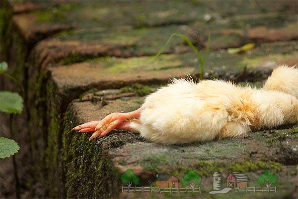 Почему гибнут цыплята и как это предотвратить? с фото