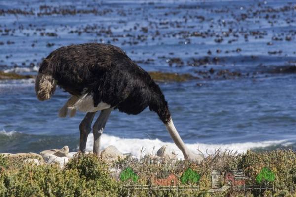 Прячет ли страус голову в песок: рассматриваем самые популярные мифы - фото