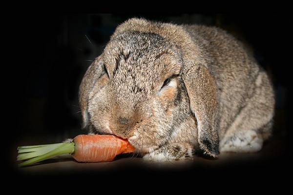 Материнские проблемы крольчих: поедание или разбрасывание малышей - фото