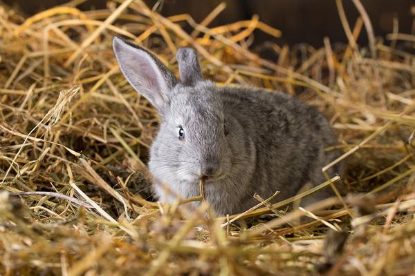 Почему крольчиха разбрасывает крольчат сразу после окрола - фото