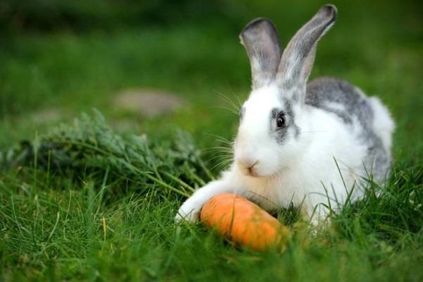 Отсутствие аппетита у кролей: что делать? с фото