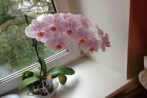Почему не цветет орхидея в домашних условиях - как добиться цветоноса - фото