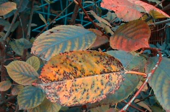 Заметили, что у вишни желтеет и опадает листва? Расскажем, как диагностировать заболевания с фото