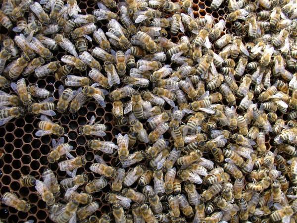 Как правильно подготовить пчел к зимовке? - фото