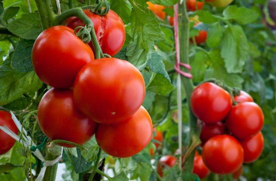 Симптомы плохого самочувствия: чего не хватает томатам? с фото