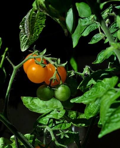 Полезный раствор из пасынков помидор с фото