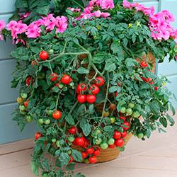 Балконное чудо  наиболее подходящий для выращивания дома сорт помидоров - фото