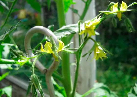 Почему помидоры цветут, но не завязываются в теплице с фото