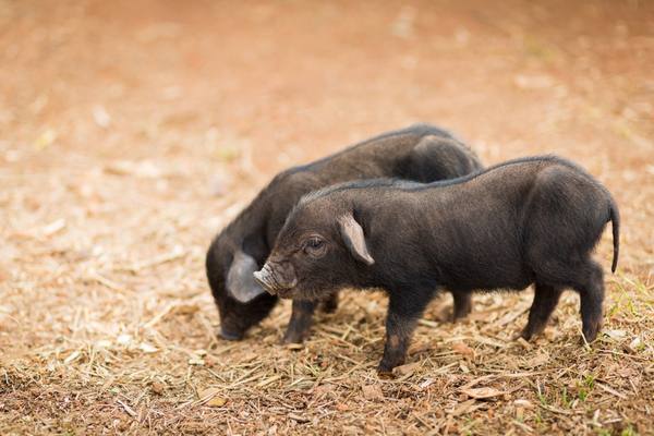 Порода свиней кармалы - фото