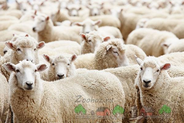 Возродится ли в Беларуси разведение овец? - фото