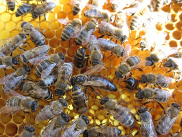 Выбираем породу пчел: Карпатка и Среднерусская - фото