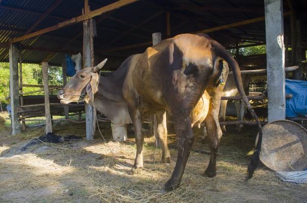 Как диагностировать и лечить послеродовой парез у коров - фото