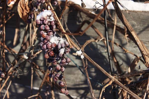 При какой температуре обычно укрывают виноград на зиму - фото