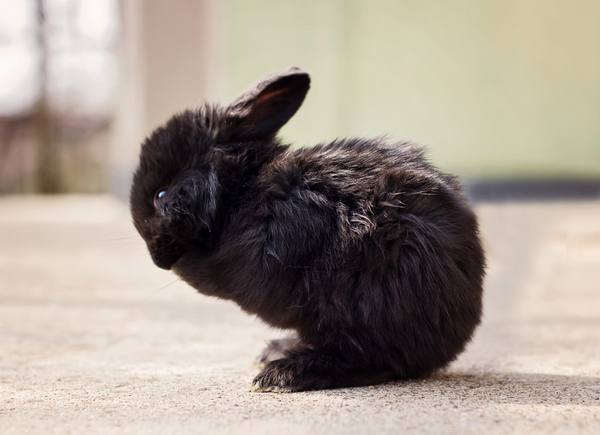Как лечить инфекции и простуды у кроликов? - фото