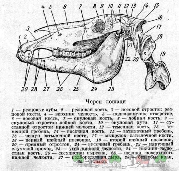 Изучаем анатомию лошадки от А до Я - фото