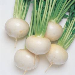 Уникальный овощ редька белая — ее польза и противопоказания к употреблению - фото