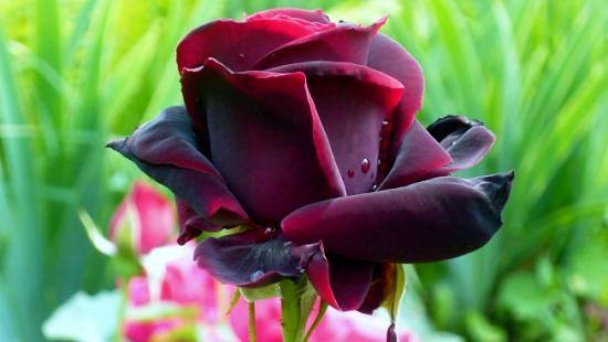 Роза Черный принц - описание и фото - фото