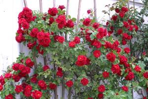 Плетистая роза Фламентанц - фото и описание с фото
