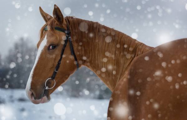 Самые популярные русские породы лошадей - фото