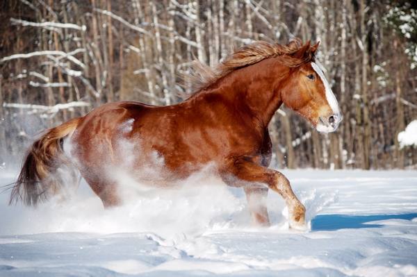 Описание породы лошадей Русский тяжеловоз с фото